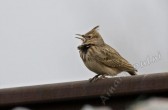 galerida_cristata_g.jpg